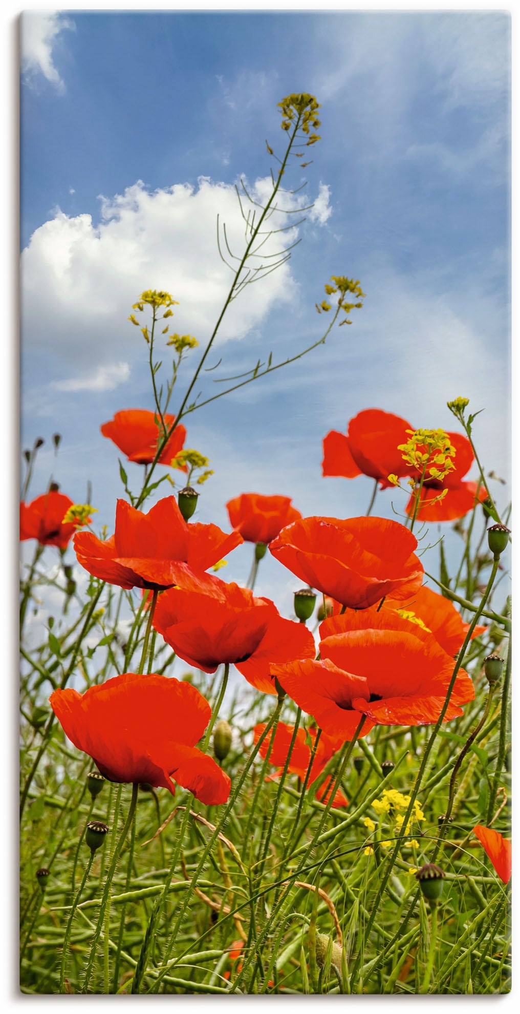 Artland Wandbild »Mohnblumen im Panorama«, Blumenbilder, (1 St.), als Alubild, Outdoorbild, Wandaufkleber in verschied. Grössen von Artland