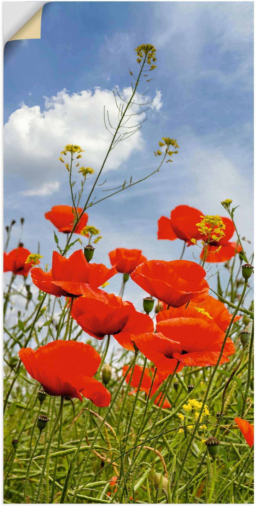 Artland Wandbild »Mohnblumen im Panorama«, Blumenbilder, (1 St.), als Alubild, Outdoorbild, Wandaufkleber in verschied. Grössen von Artland