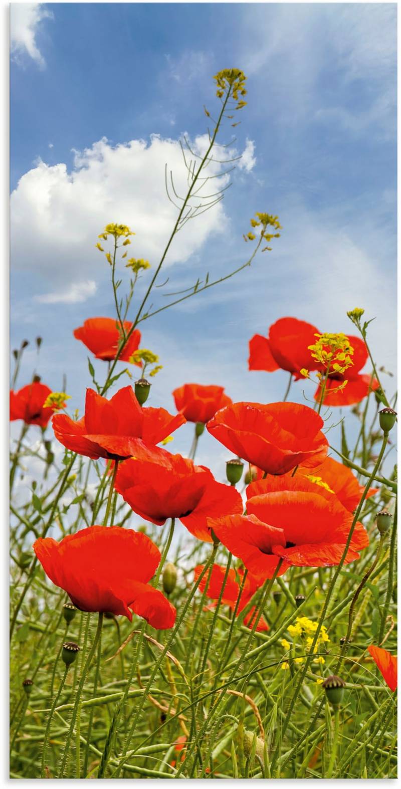 Artland Wandbild »Mohnblumen im Panorama«, Blumenbilder, (1 St.), als Alubild, Outdoorbild, Wandaufkleber in verschied. Grössen von Artland