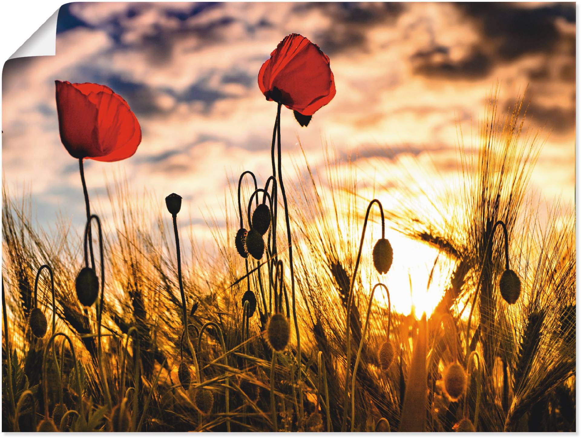 Artland Wandbild »Mohnblumen im Sonnenuntergang«, Blumen, (1 St.), als Alubild, Outdoorbild, Leinwandbild, Poster, Wandaufkleber von Artland