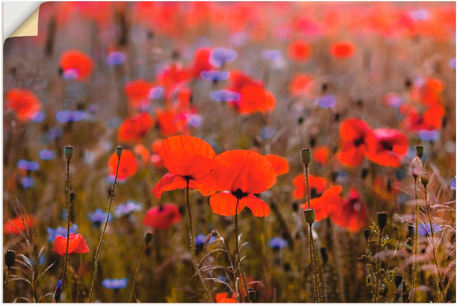 Artland Wandbild »Mohnblumenfeld im Frühling II«, Blumen, (1 St.), als Alubild, Leinwandbild, Wandaufkleber oder Poster in versch. Grössen von Artland