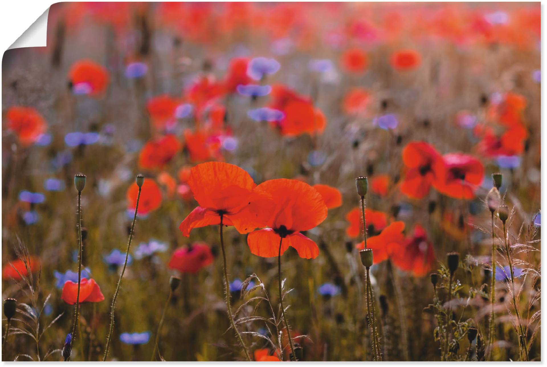 Artland Wandbild »Mohnblumenfeld im Frühling II«, Blumen, (1 St.), als Alubild, Leinwandbild, Wandaufkleber oder Poster in versch. Grössen von Artland