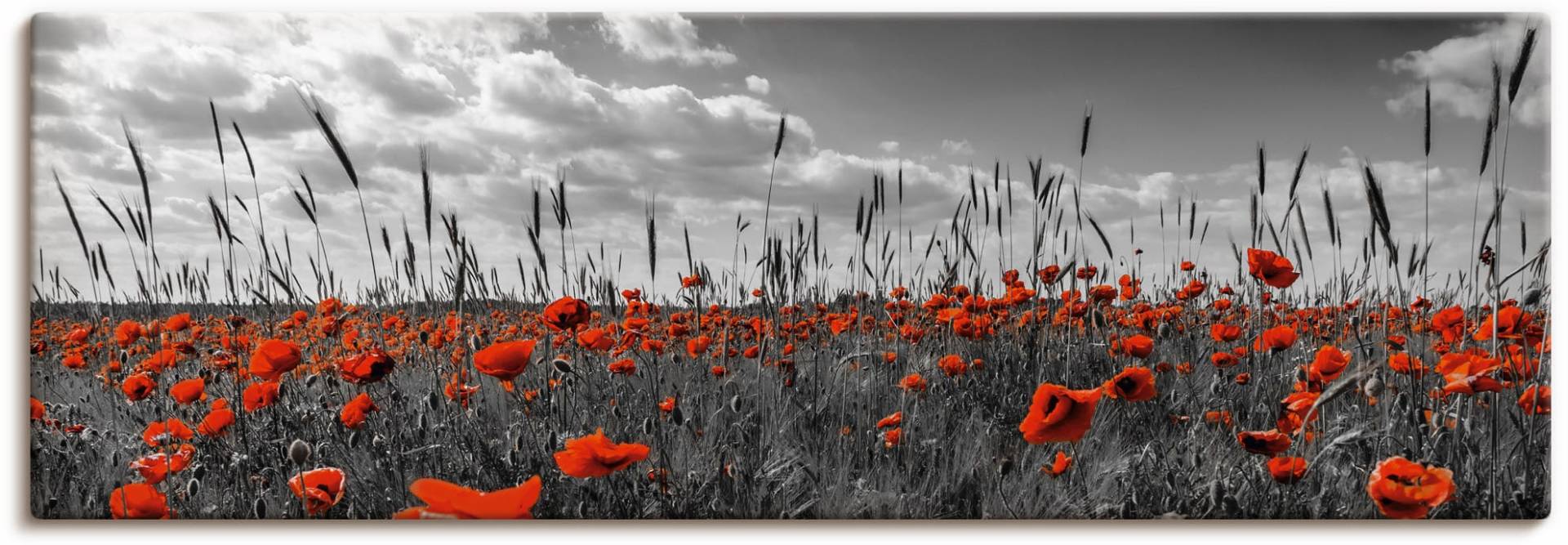 Artland Wandbild »Mohnblumenfeld in colorkey«, Blumenwiese, (1 St.), als Alubild, Leinwandbild, Wandaufkleber oder Poster in versch. Grössen von Artland