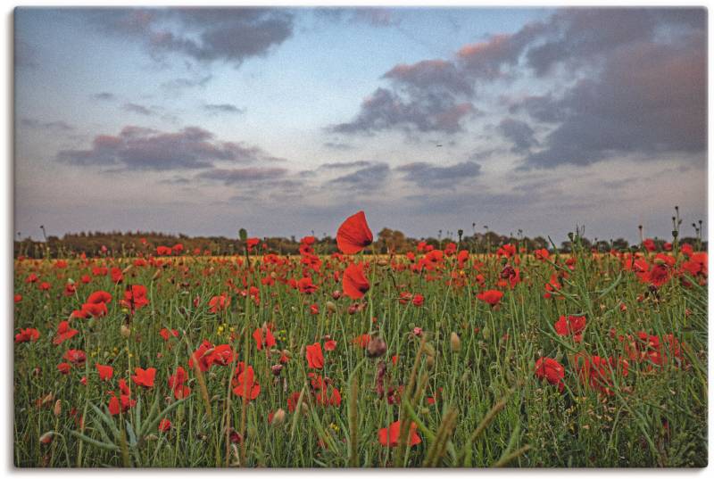 Artland Wandbild »Mohnblumenfeld«, Blumenwiese, (1 St.), als Leinwandbild in verschied. Grössen von Artland