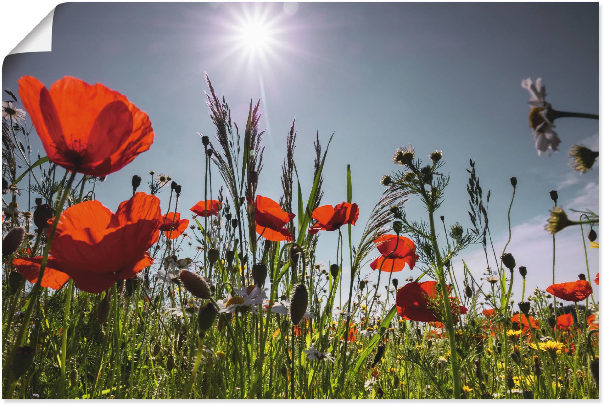 Artland Wandbild »Mohnblumenwiese«, Blumenwiese, (1 St.), als Alubild, Outdoorbild, Leinwandbild, Poster in verschied. Grössen von Artland