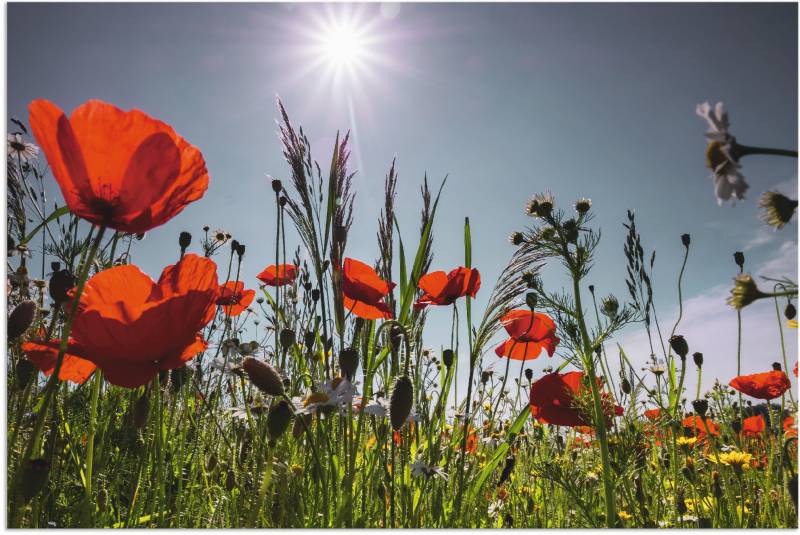 Artland Wandbild »Mohnblumenwiese«, Blumenwiese, (1 St.), als Alubild, Outdoorbild, Leinwandbild, Poster in verschied. Grössen von Artland