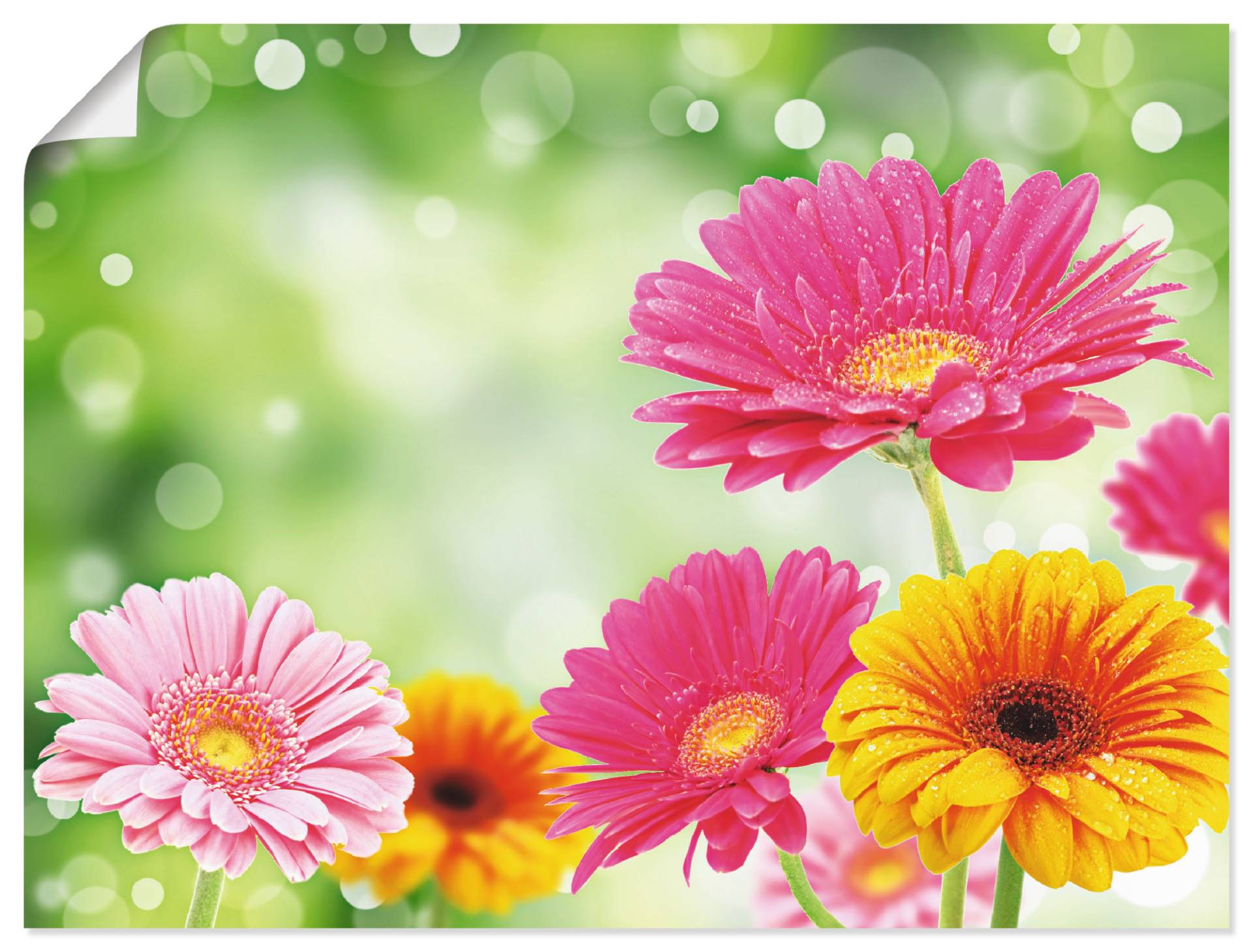 Artland Wandbild »Natürliche Romantik - Gerberas«, Blumen, (1 St.), als Leinwandbild, Poster in verschied. Grössen Artland Wandbild »Natürliche Romantik - Gerberas«, Blumen, (1 St.), als Leinwandbild, Poster in verschied. Grössen von Artland