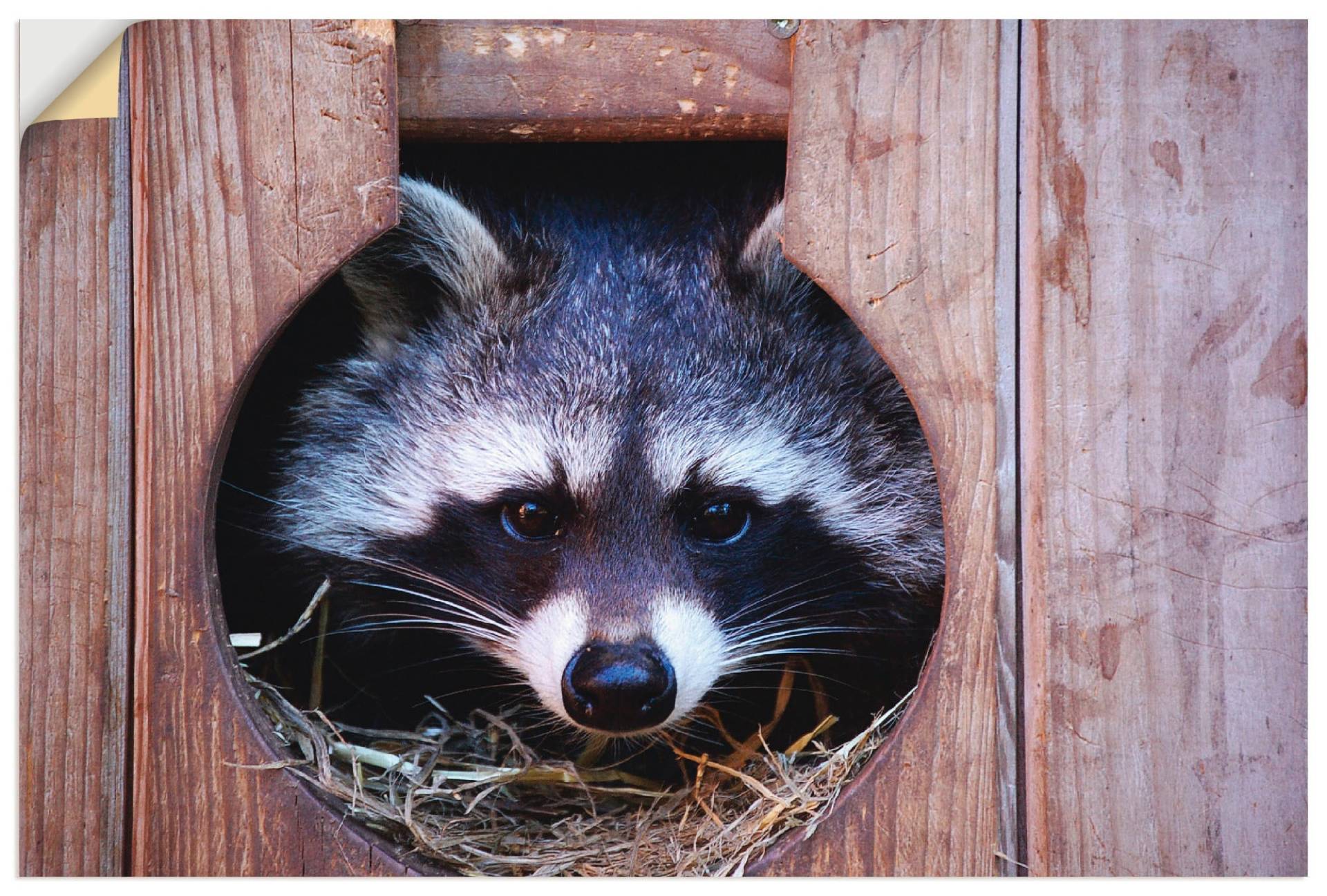 Artland Wandbild »Niedlicher kleiner Waschbär«, Wildtiere, (1 St.), als Leinwandbild, Wandaufkleber in verschied. Grössen von Artland