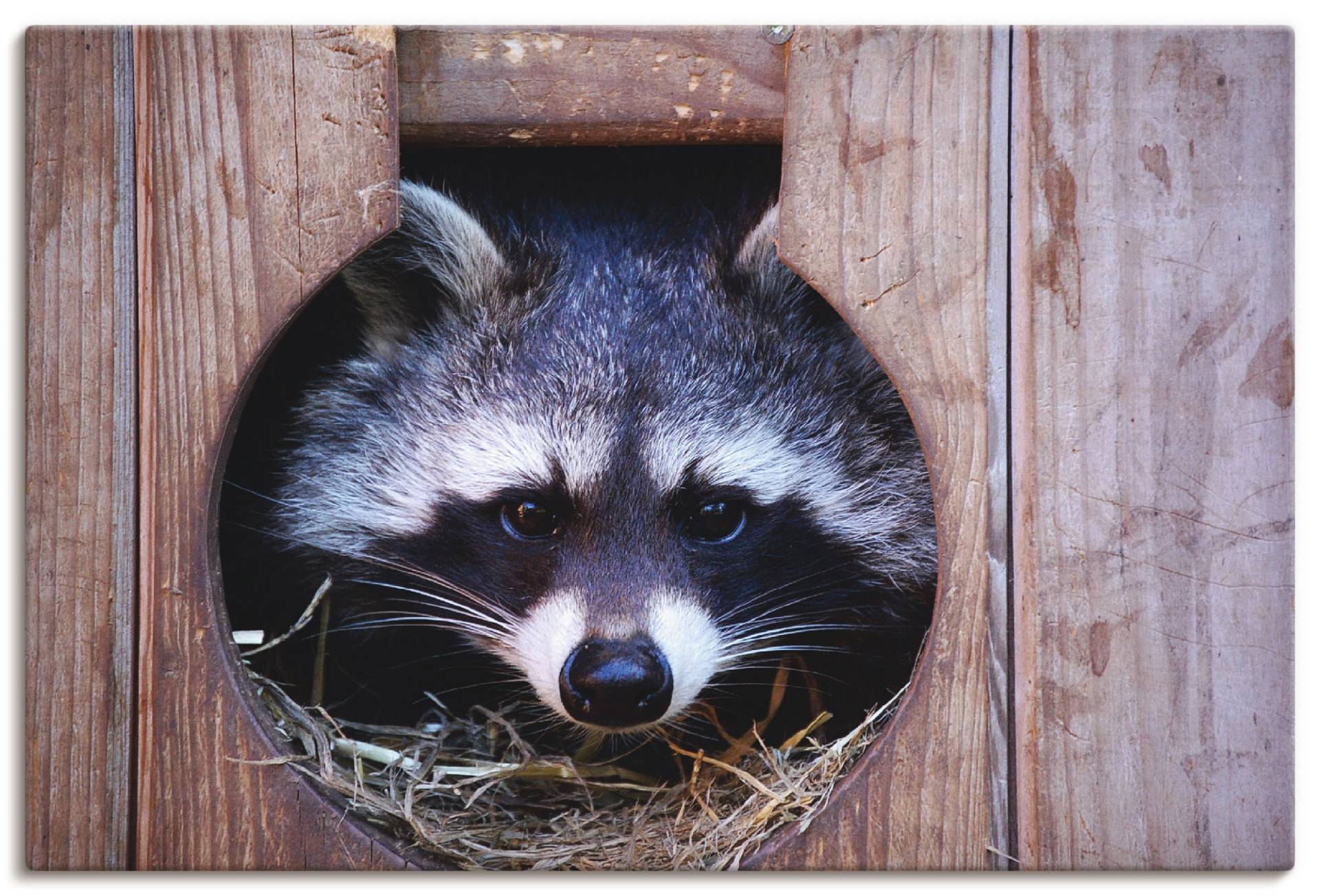 Artland Wandbild »Niedlicher kleiner Waschbär«, Wildtiere, (1 St.), als Leinwandbild, Wandaufkleber in verschied. Grössen von Artland