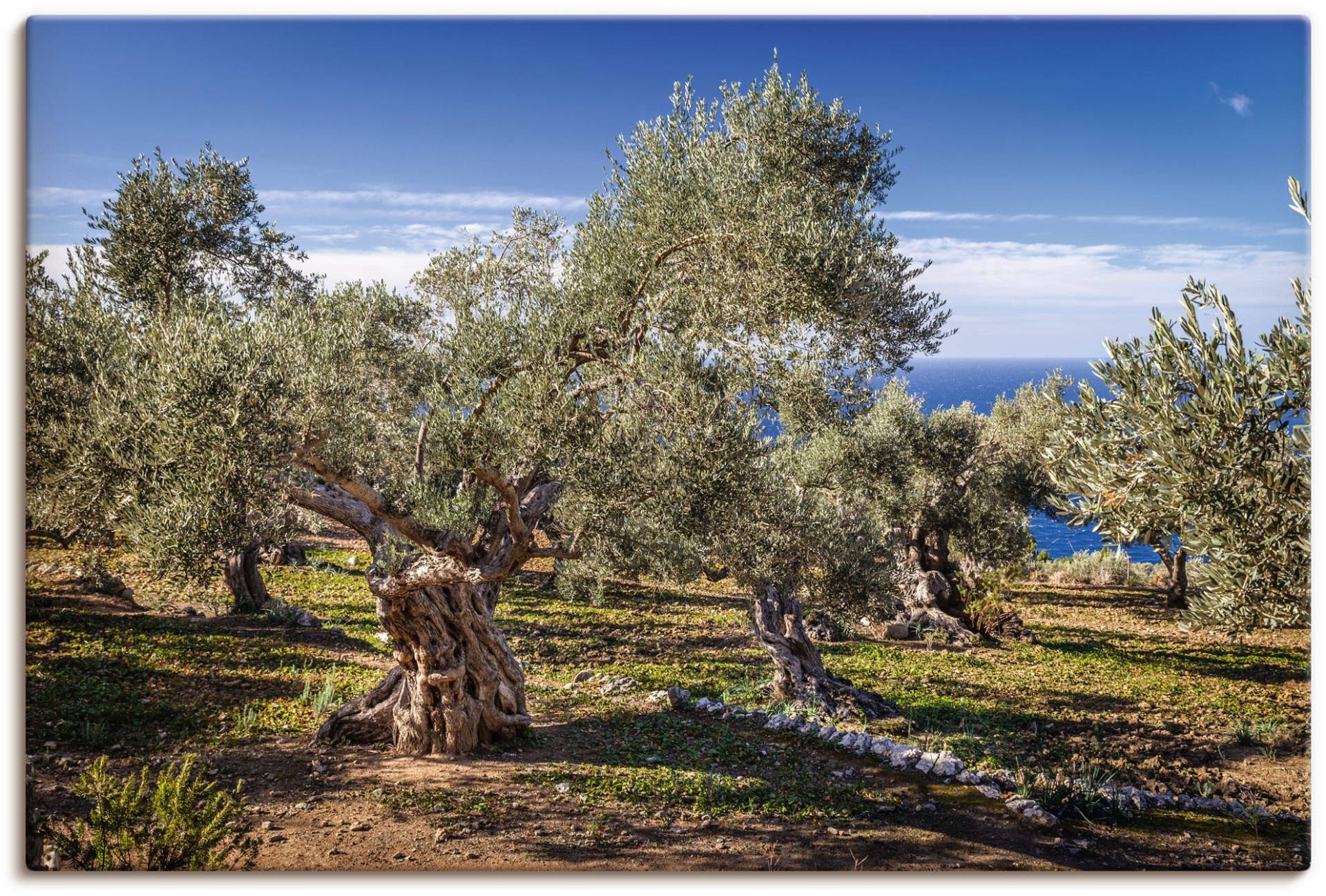 Artland Wandbild »Olivenhain in der Serra de Tramuntana«, Küstenbilder, (1 St.), als Alubild, Outdoorbild, Leinwandbild, Poster in verschied. Grössen von Artland