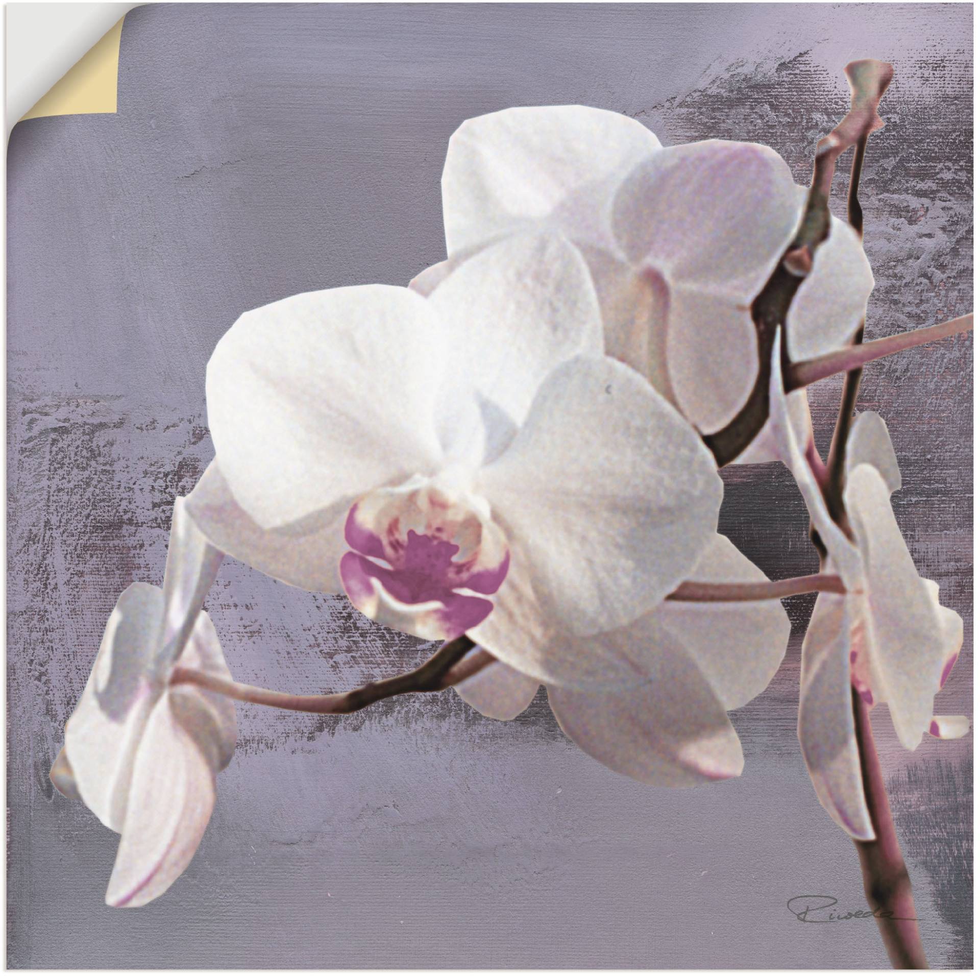 Artland Wandbild »Orchideen vor Violett I«, Blumen, (1 St.), als Alubild, Outdoorbild, Leinwandbild, Poster, Wandaufkleber von Artland