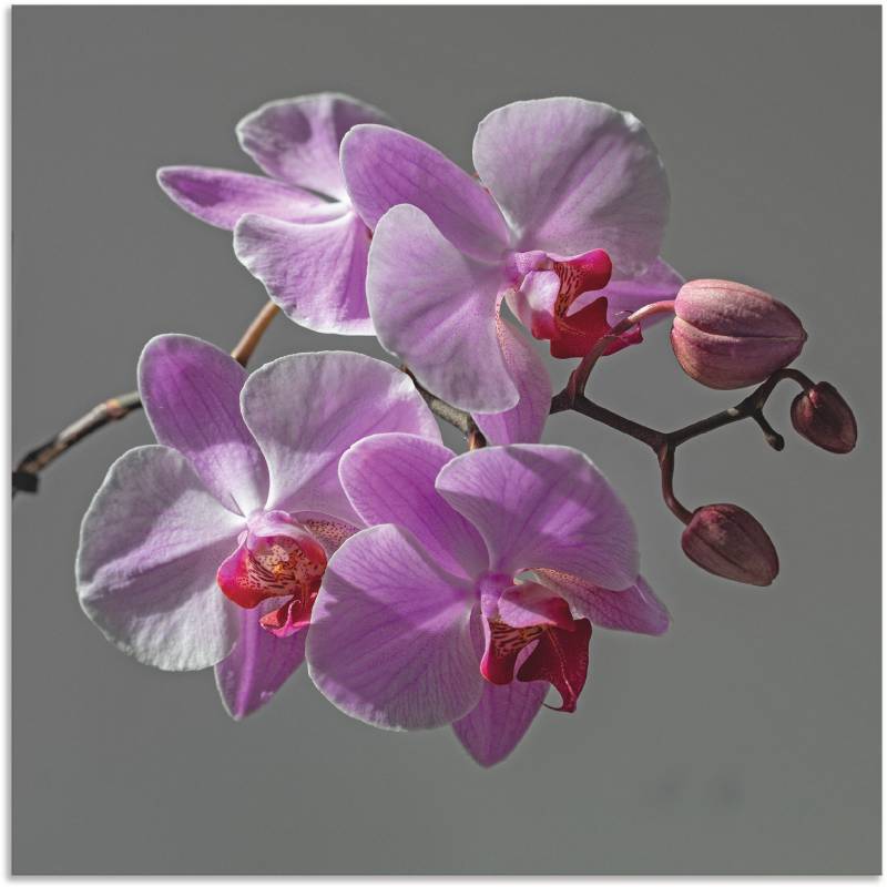 Artland Wandbild »Orchideentraum«, Blumen, (1 St.), als Leinwandbild, Wandaufkleber in verschied. Grössen von Artland