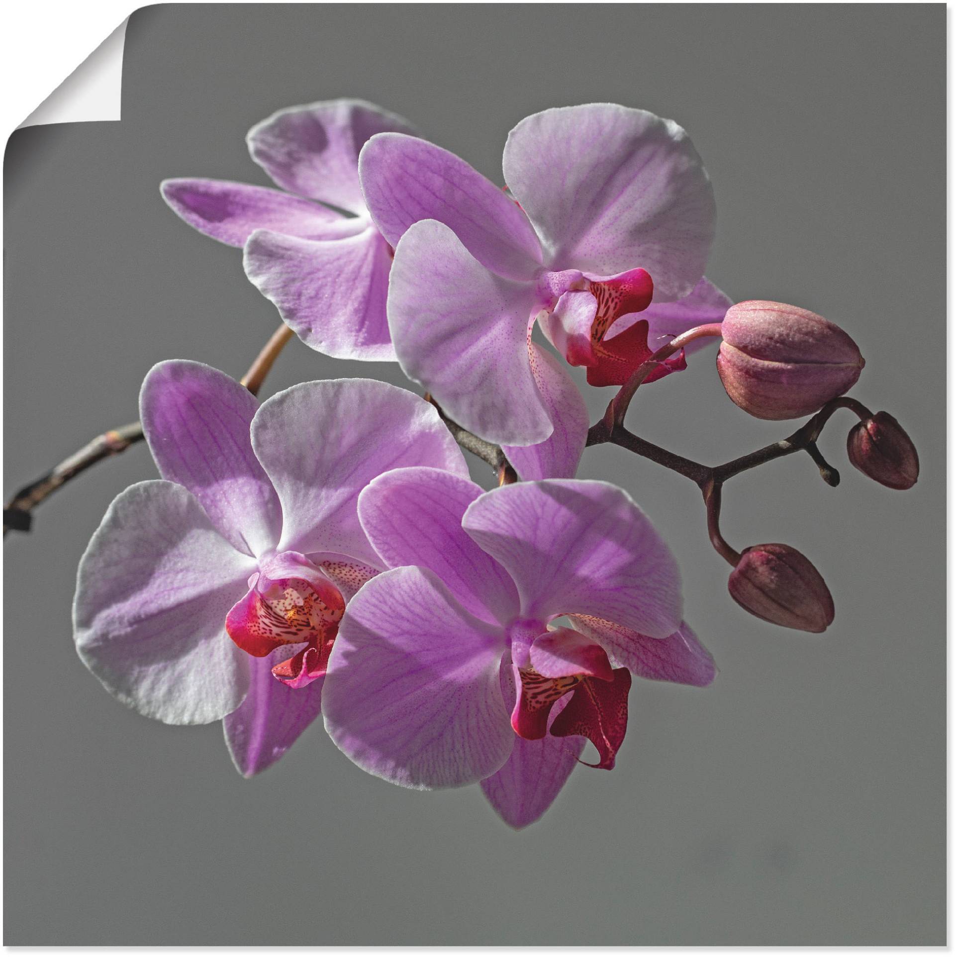 Artland Wandbild »Orchideentraum«, Blumen, (1 St.), als Leinwandbild, Wandaufkleber in verschied. Grössen von Artland