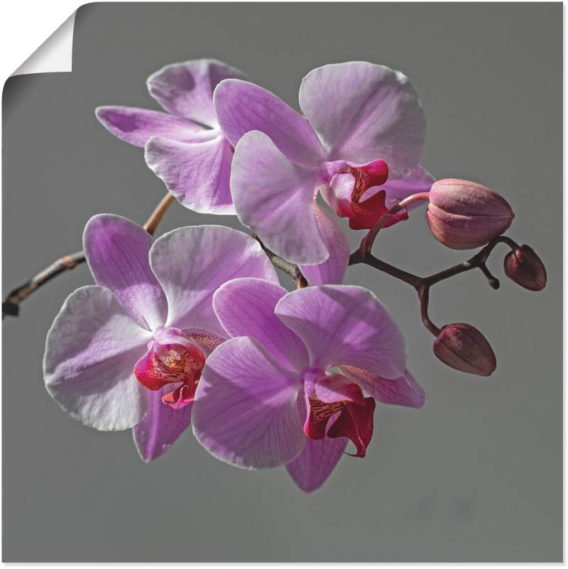 Artland Wandbild »Orchideentraum«, Blumen, (1 St.), als Leinwandbild, Wandaufkleber in verschied. Grössen von Artland