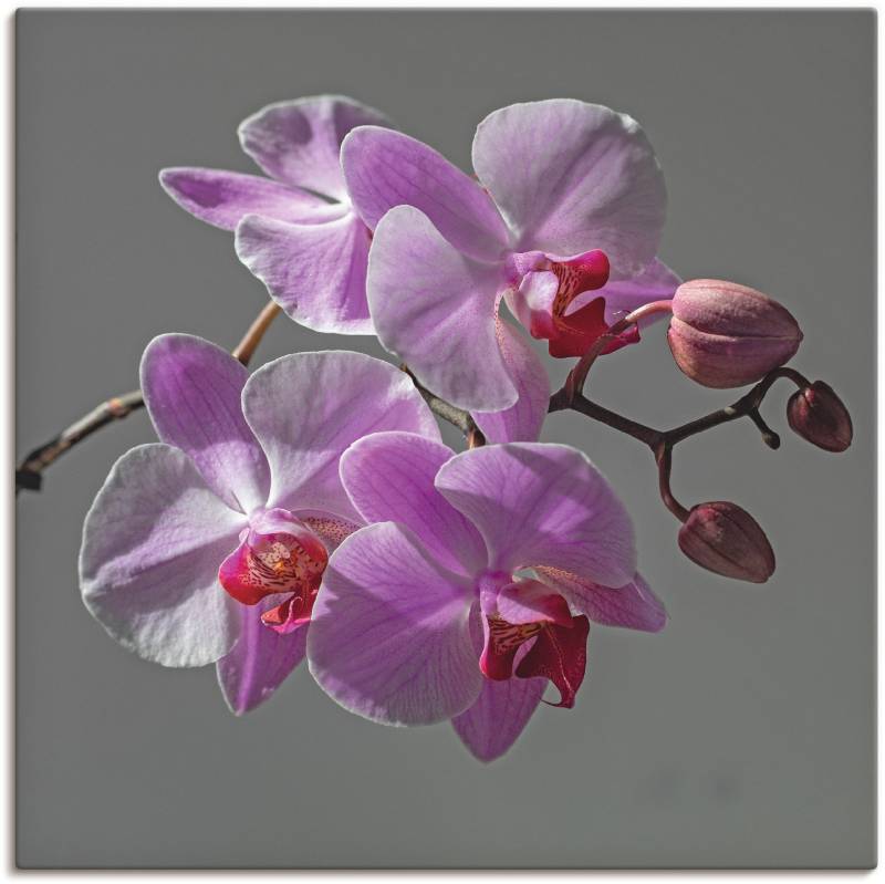 Artland Wandbild »Orchideentraum«, Blumen, (1 St.), als Leinwandbild, Wandaufkleber in verschied. Grössen von Artland