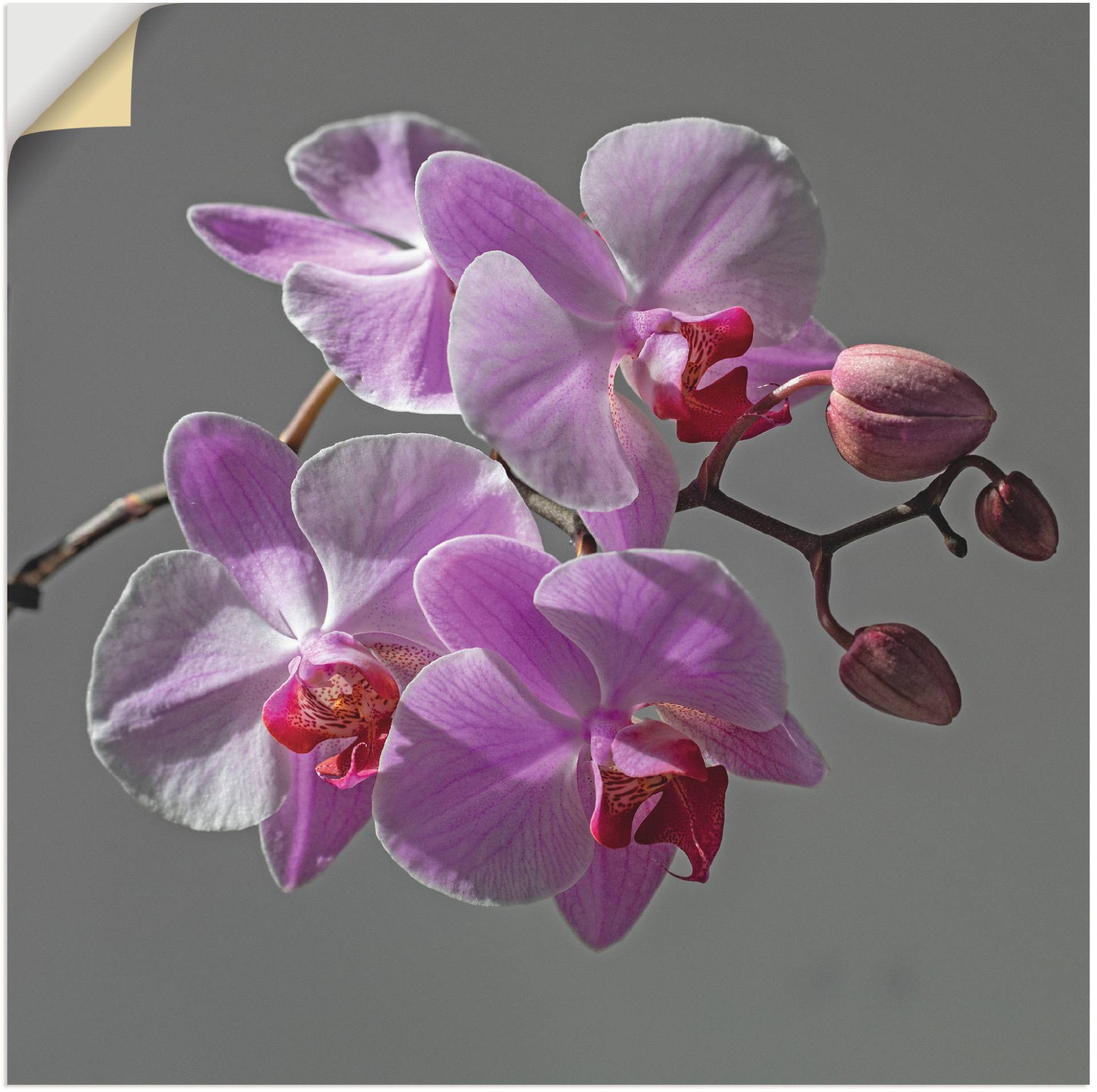 Artland Wandbild »Orchideentraum«, Blumen, (1 St.), als Leinwandbild, Wandaufkleber in verschied. Grössen von Artland