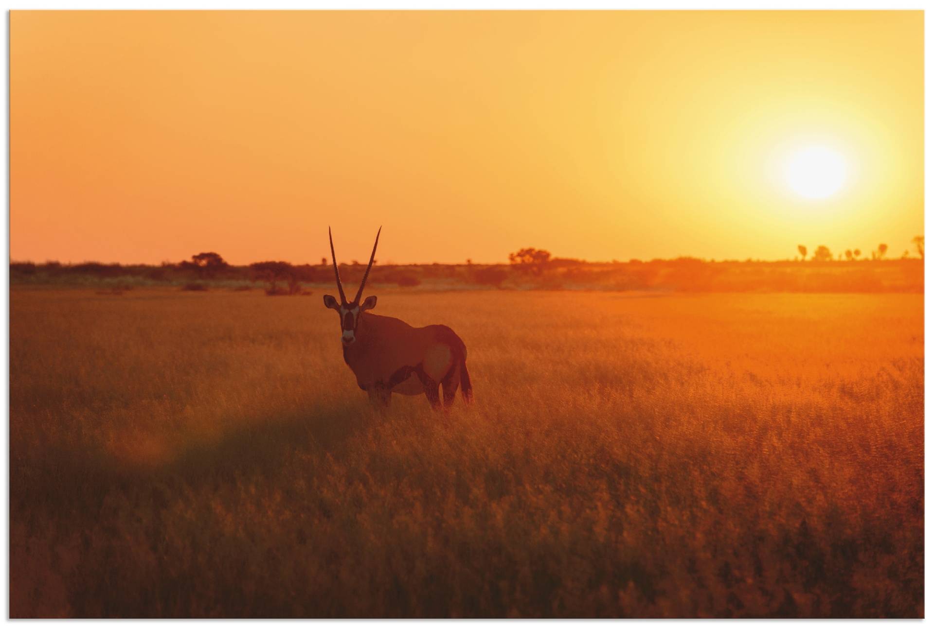 Artland Wandbild »Oryxantilope im Sonnenaufgang«, Wildtiere, (1 St.), als Alubild, Leinwandbild, Wandaufkleber oder Poster in versch. Grössen von Artland