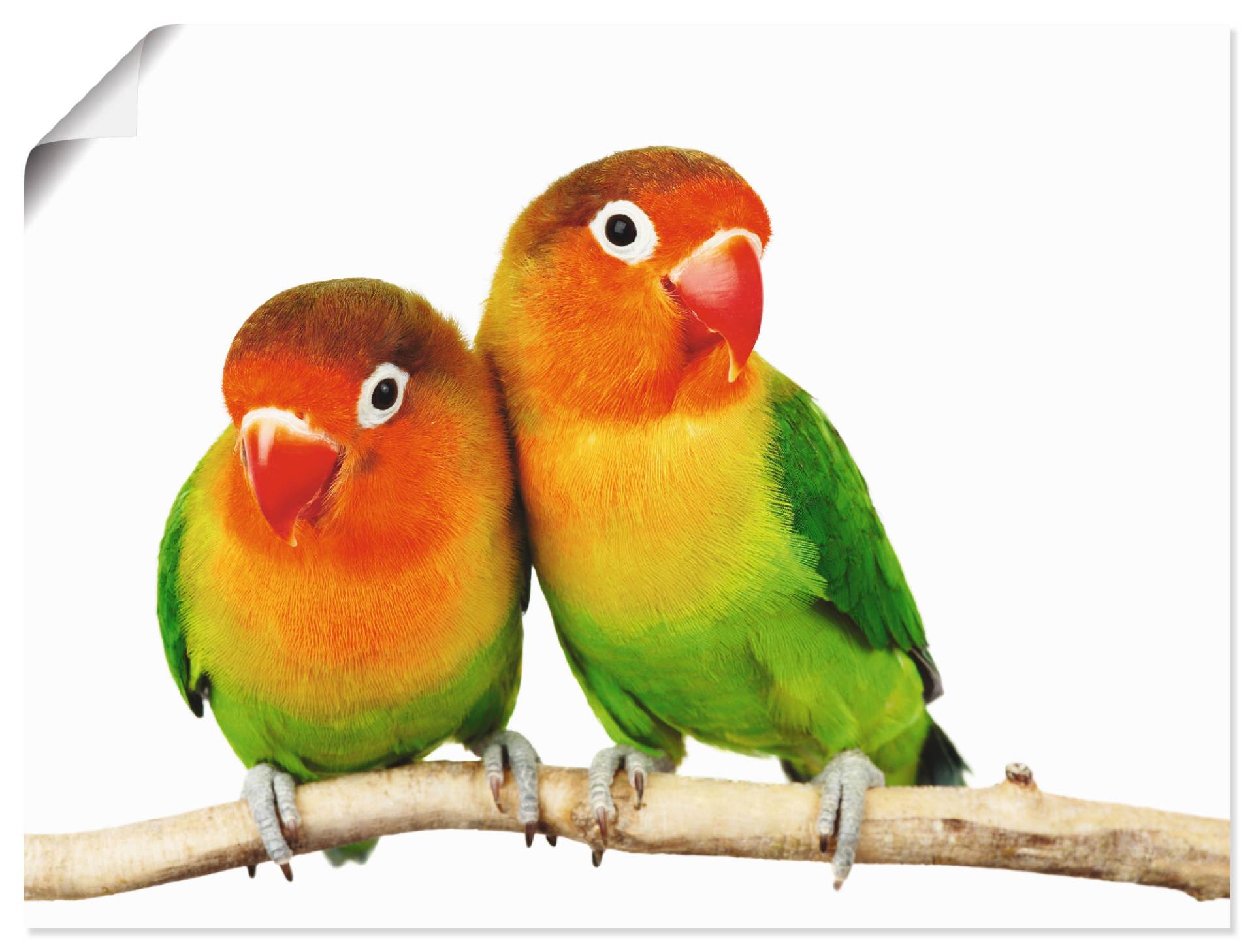 Artland Wandbild »Paar von Grauköpfchen - Papageien«, Vögel, (1 St.), als Leinwandbild, Poster, Wandaufkleber in verschied. Grössen von Artland