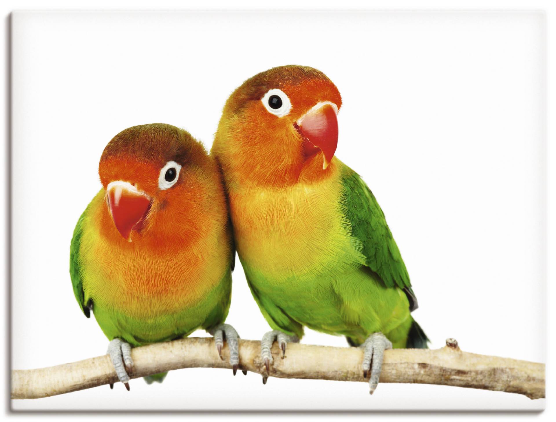Artland Wandbild »Paar von Grauköpfchen - Papageien«, Vögel, (1 St.), als Leinwandbild, Poster, Wandaufkleber in verschied. Grössen Artland Wandbild »Paar von Grauköpfchen - Papageien«, Vögel, (1 St.), als Leinwandbild, Poster, Wandaufkleber in verschied. Grössen von Artland