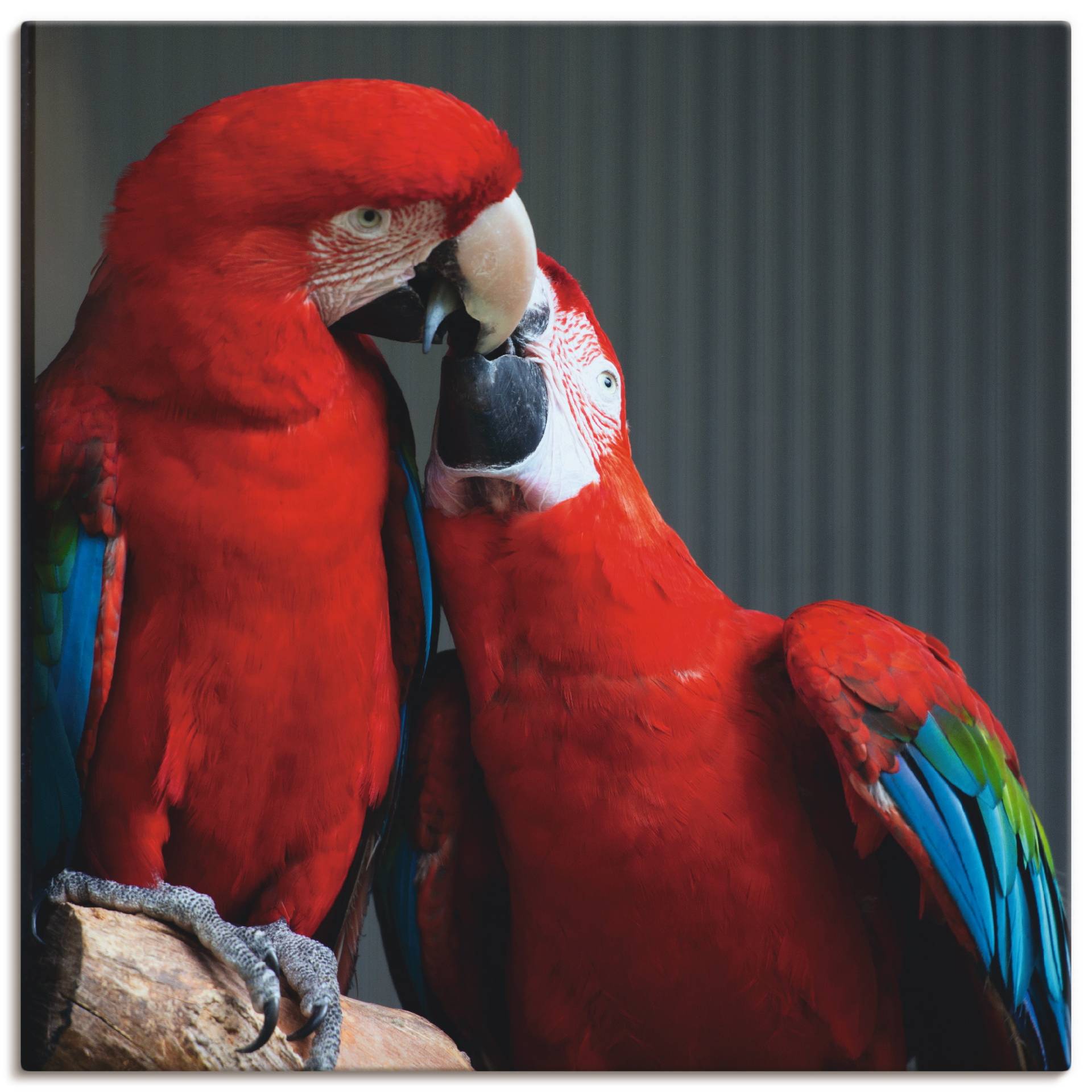 Artland Wandbild »Papageien«, Vögel, (1 St.), als Alubild, Leinwandbild, Wandaufkleber oder Poster in versch. Grössen von Artland