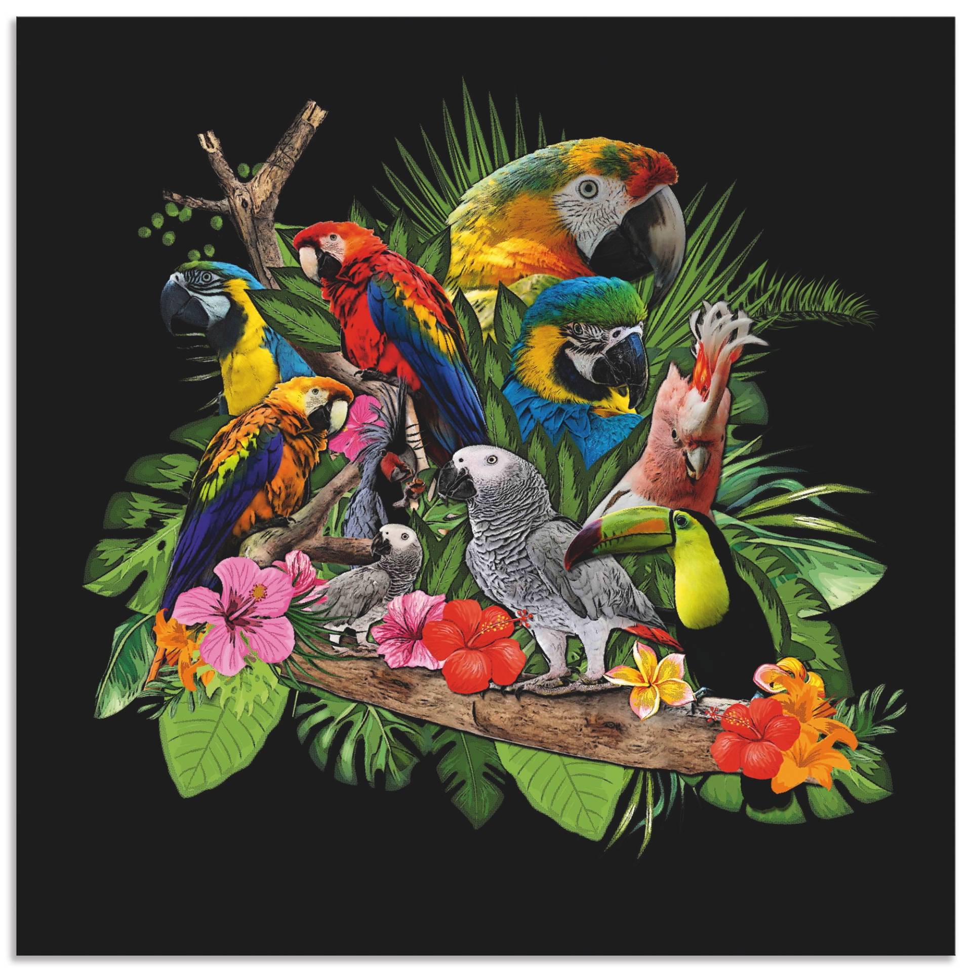 Artland Wandbild »Papageien Graupapagei Kakadu Dschungel«, Vögel, (1 St.), als Alubild, Outdoorbild, Leinwandbild, Poster, Wandaufkleber Artland Wandbild »Papageien Graupapagei Kakadu Dschungel«, Vögel, (1 St.), als Alubild, Outdoorbild, Leinwandbild, Poster, Wandaufkleber von Artland