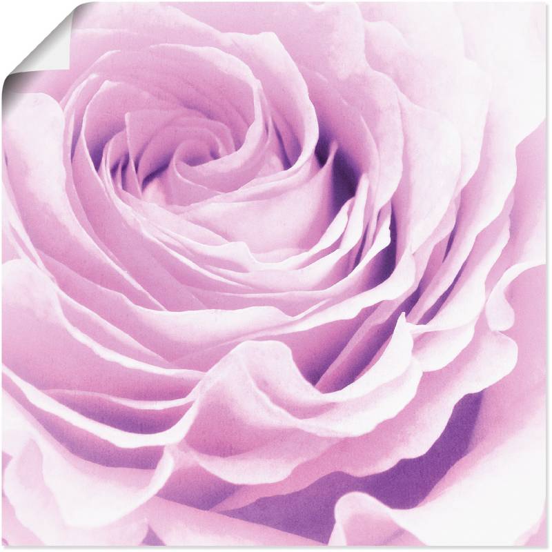 Artland Wandbild »Pastell Rose«, Blumen, (1 St.), als Leinwandbild, Poster, Wandaufkleber in verschied. Grössen von Artland