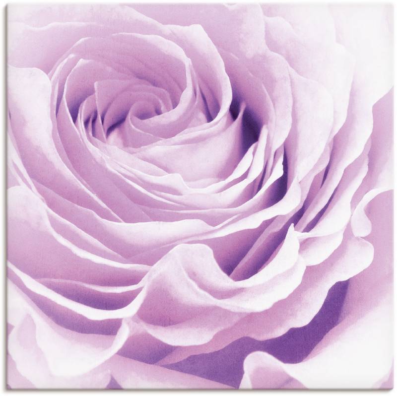 Artland Wandbild »Pastell Rose«, Blumen, (1 St.), als Leinwandbild, Poster, Wandaufkleber in verschied. Grössen von Artland