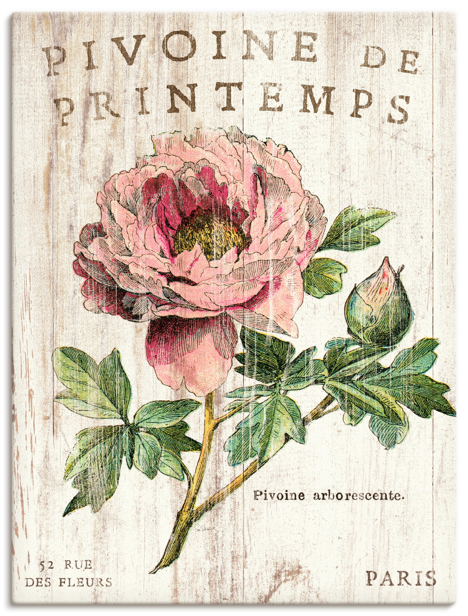 Artland Wandbild »Pfingstrose«, Blumen, (1 St.), als Leinwandbild, Poster, Wandaufkleber in verschied. Grössen von Artland