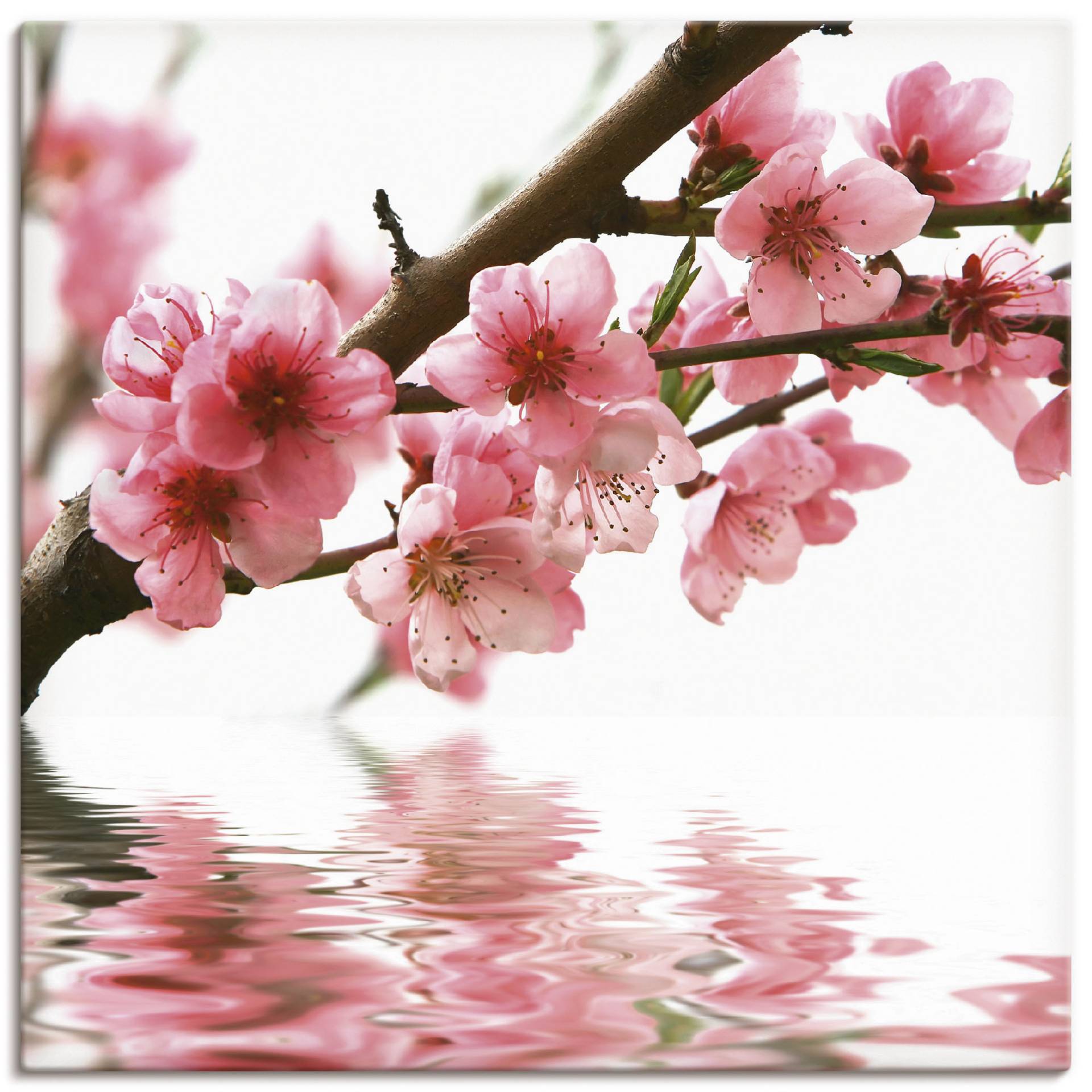 Artland Wandbild »Pfirsichblüten reflektieren im Wasser«, Blumen, (1 St.), als Leinwandbild in verschied. Grössen Artland Wandbild »Pfirsichblüten reflektieren im Wasser«, Blumen, (1 St.), als Leinwandbild in verschied. Grössen von Artland