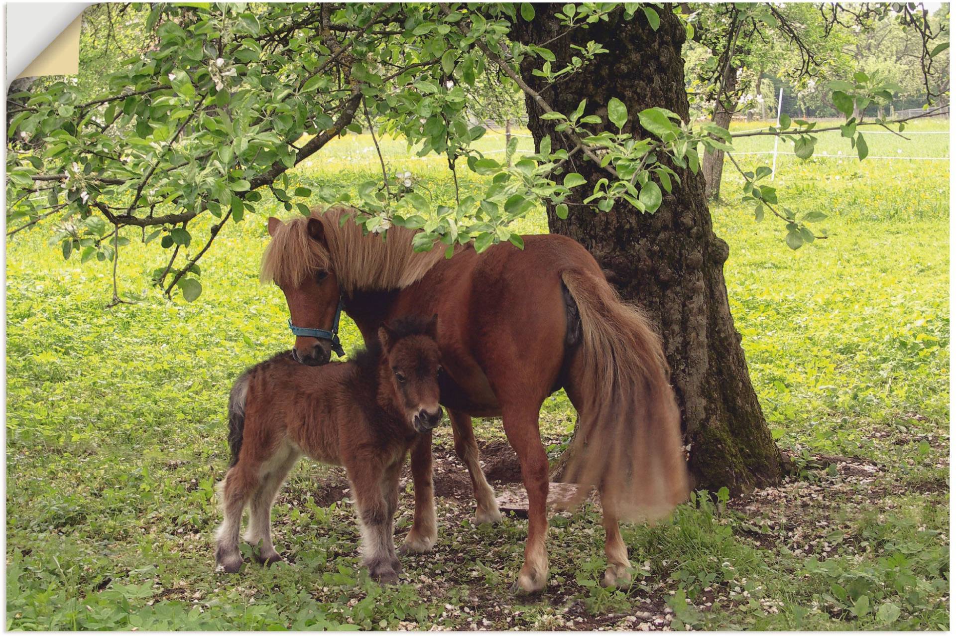 Artland Wandbild »Pony - Mutterglück«, Haustiere, (1 St.), als Alubild, Outdoorbild, Leinwandbild, Poster, Wandaufkleber von Artland