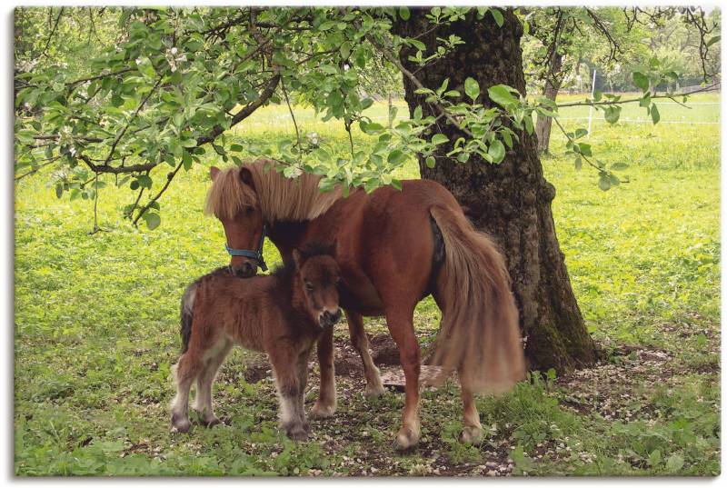 Artland Wandbild »Pony - Mutterglück«, Haustiere, (1 St.), als Alubild, Outdoorbild, Leinwandbild, Poster, Wandaufkleber von Artland