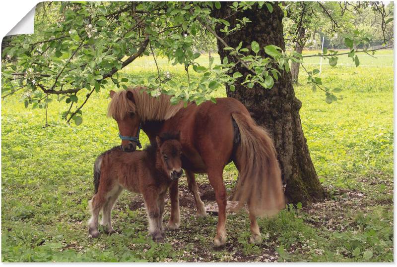 Artland Wandbild »Pony - Mutterglück«, Haustiere, (1 St.), als Alubild, Outdoorbild, Leinwandbild, Poster, Wandaufkleber von Artland