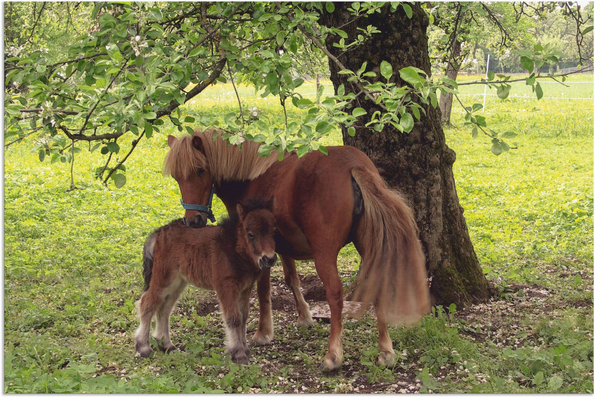 Artland Wandbild »Pony - Mutterglück«, Haustiere, (1 St.), als Alubild, Outdoorbild, Leinwandbild, Poster, Wandaufkleber von Artland