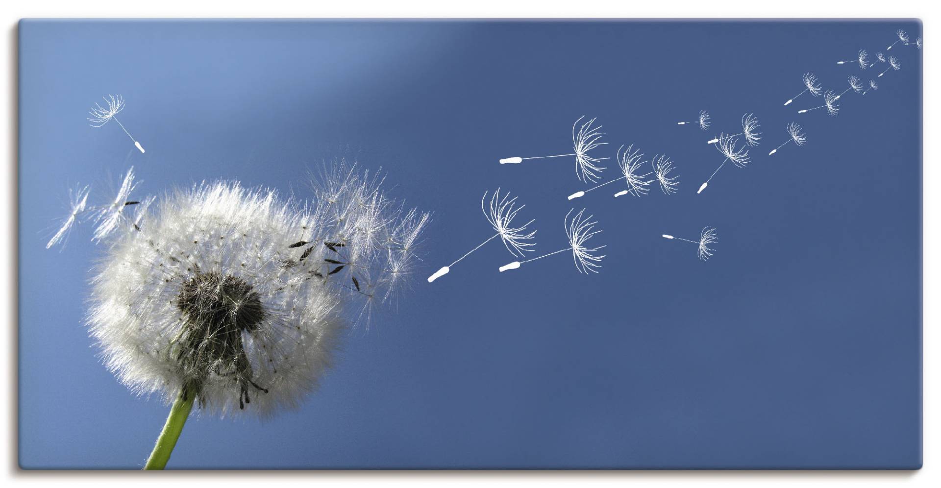 Artland Wandbild »Pusteblume«, Blumen, (1 St.), als Alubild, Outdoorbild, Leinwandbild, Poster in verschied. Grössen von Artland