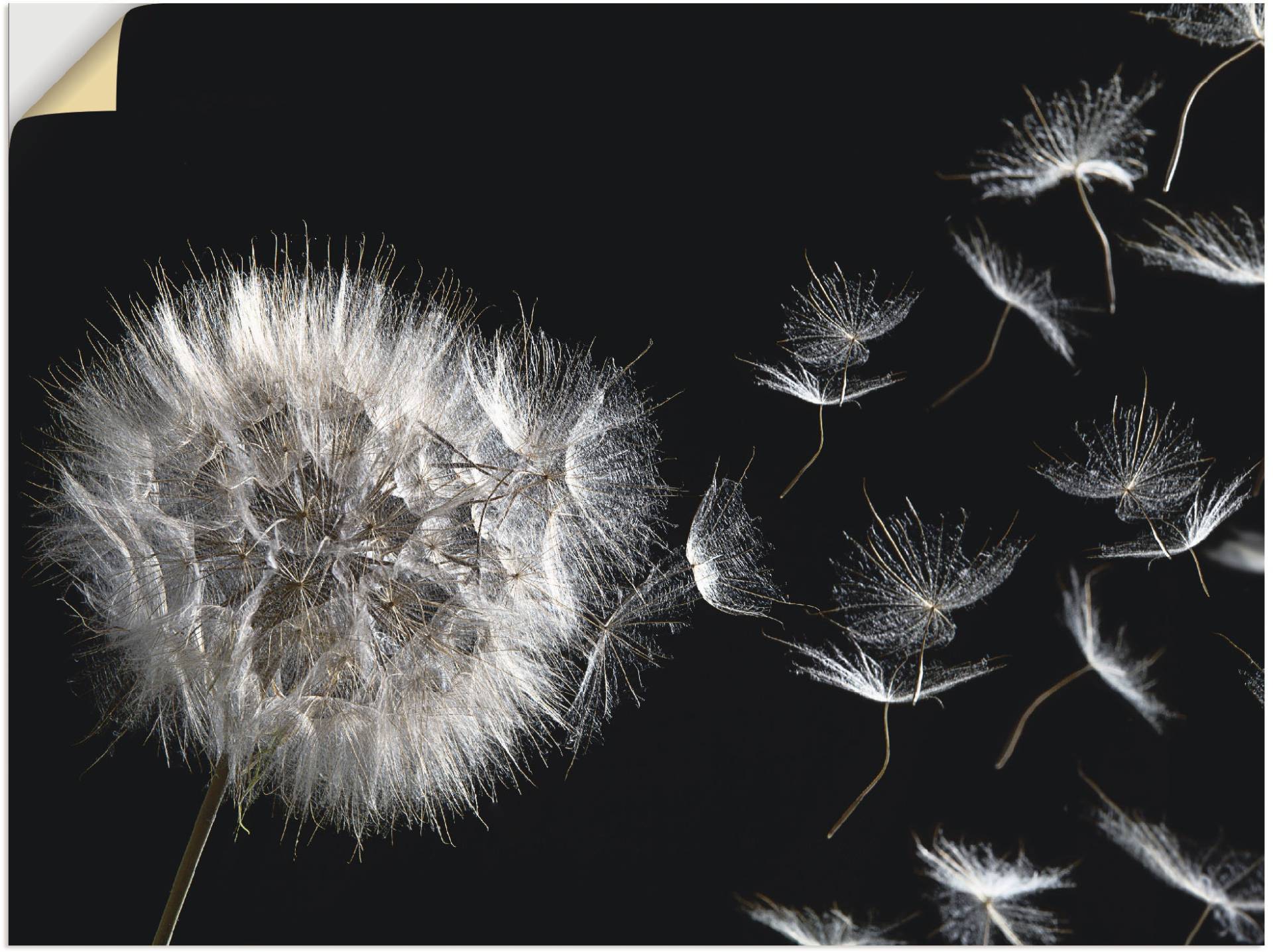 Artland Wandbild »Pusteblume«, Blumenbilder, (1 St.), als Alubild, Outdoorbild, Leinwandbild, Poster, Wandaufkleber von Artland