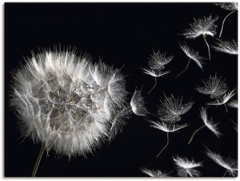 Artland Wandbild »Pusteblume«, Blumenbilder, (1 St.), als Alubild, Outdoorbild, Leinwandbild, Poster, Wandaufkleber von Artland