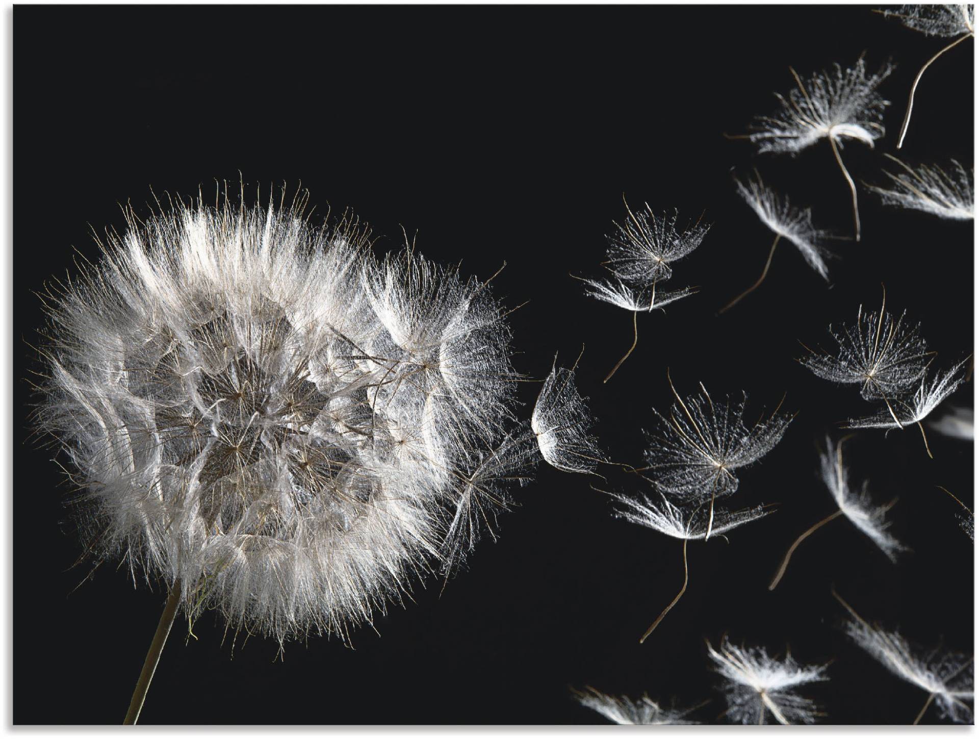 Artland Wandbild »Pusteblume«, Blumenbilder, (1 St.), als Alubild, Outdoorbild, Leinwandbild, Poster, Wandaufkleber von Artland