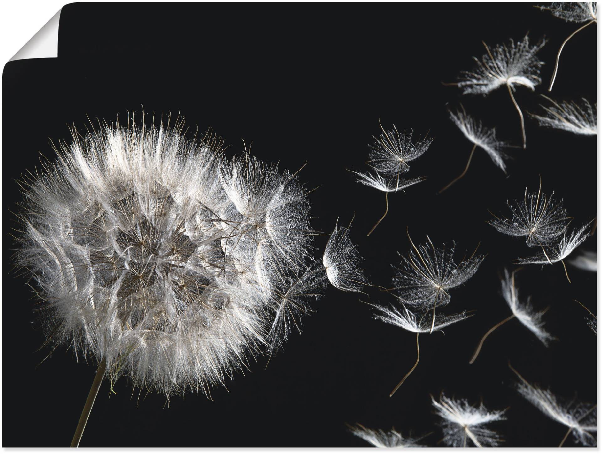 Artland Wandbild »Pusteblume«, Blumenbilder, (1 St.), als Alubild, Outdoorbild, Leinwandbild, Poster, Wandaufkleber von Artland