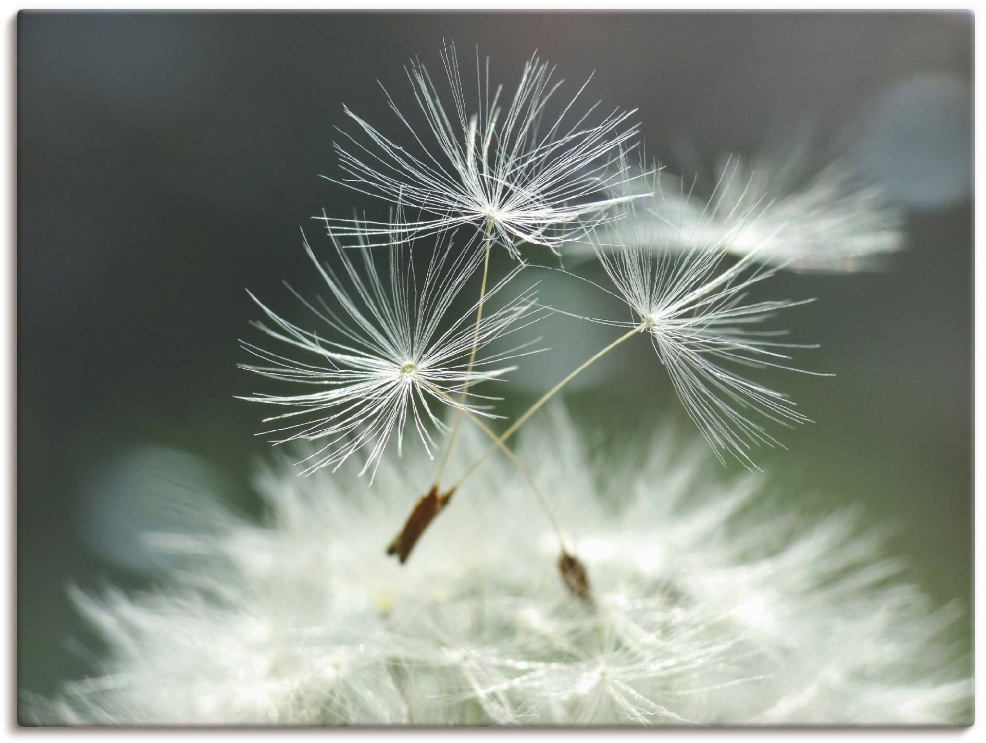 Artland Wandbild »Pusteblume Facility«, Blumen, (1 St.), als Alubild, Outdoorbild, Leinwandbild, Poster, Wandaufkleber Artland Wandbild »Pusteblume Facility«, Blumen, (1 St.), als Alubild, Outdoorbild, Leinwandbild, Poster, Wandaufkleber von Artland