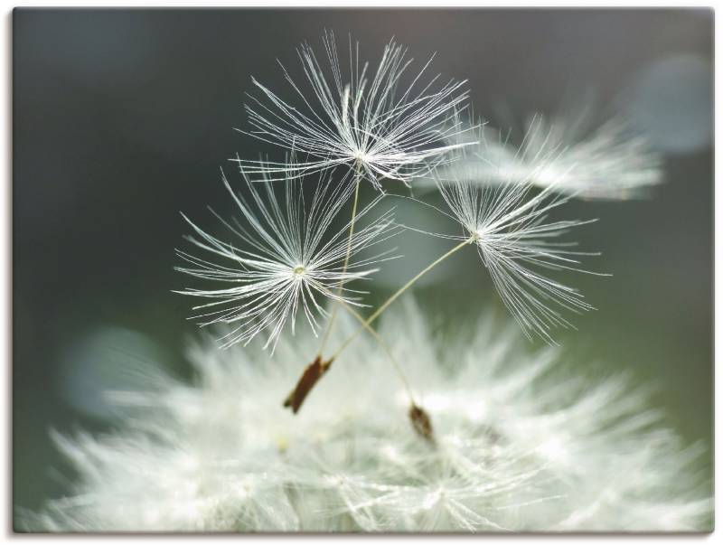 Artland Wandbild »Pusteblume Facility«, Blumen, (1 St.), als Alubild, Outdoorbild, Leinwandbild, Poster, Wandaufkleber von Artland