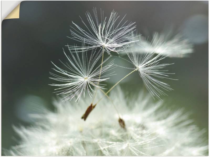 Artland Wandbild »Pusteblume Facility«, Blumen, (1 St.), als Alubild, Outdoorbild, Leinwandbild, Poster, Wandaufkleber von Artland