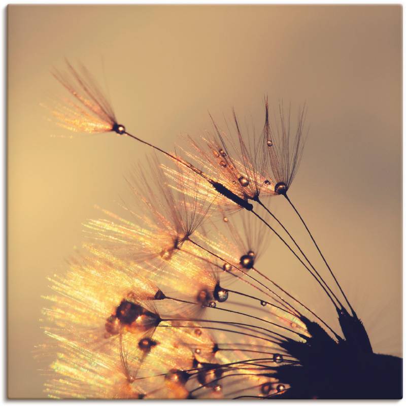 Artland Leinwandbild »Pusteblume Goldene Schirmchen«, Blumen, (1 St.), auf Keilrahmen gespannt von Artland