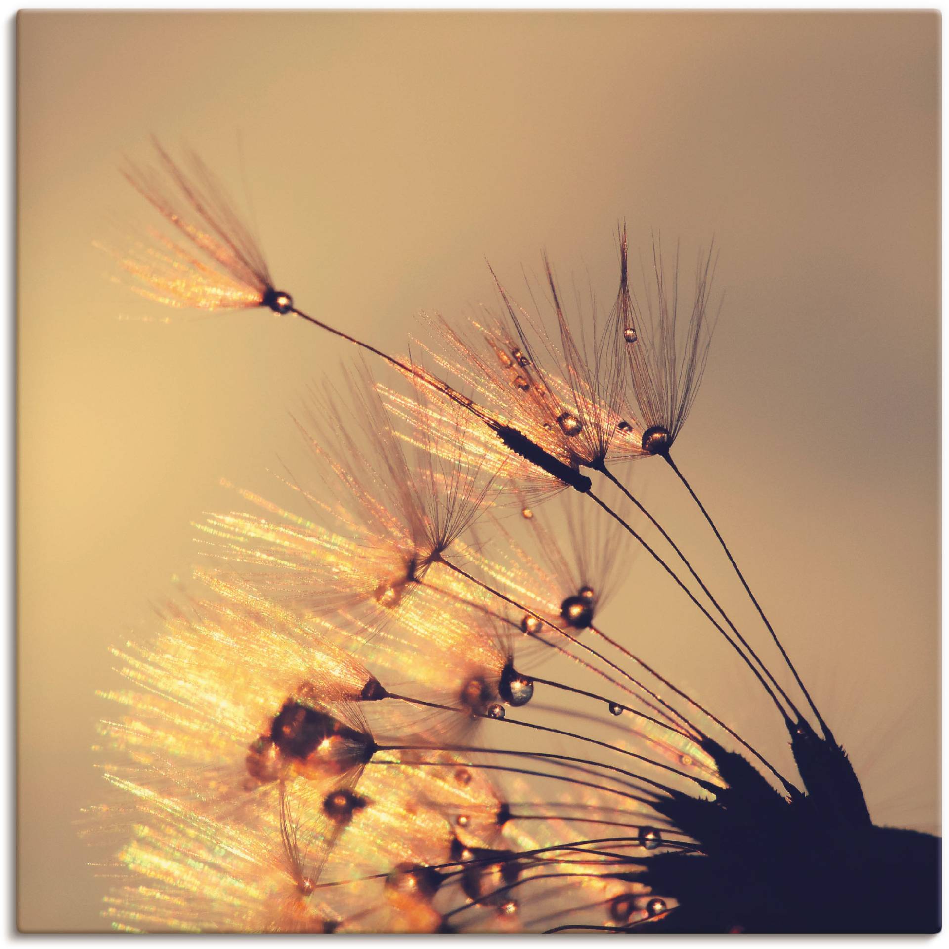 Artland Leinwandbild »Pusteblume Goldene Schirmchen«, Blumen, (1 St.), auf Keilrahmen gespannt Artland Leinwandbild »Pusteblume Goldene Schirmchen«, Blumen, (1 St.), auf Keilrahmen gespannt von Artland