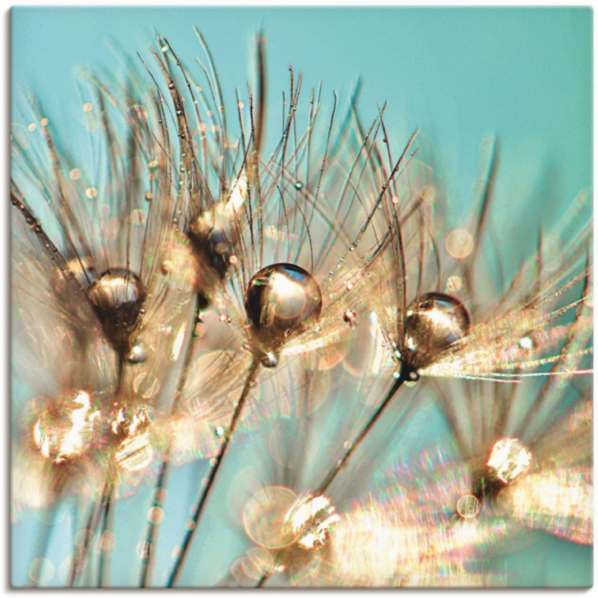 Artland Leinwandbild »Pusteblume Goldener Tau«, Blumen, (1 St.), auf Keilrahmen gespannt von Artland