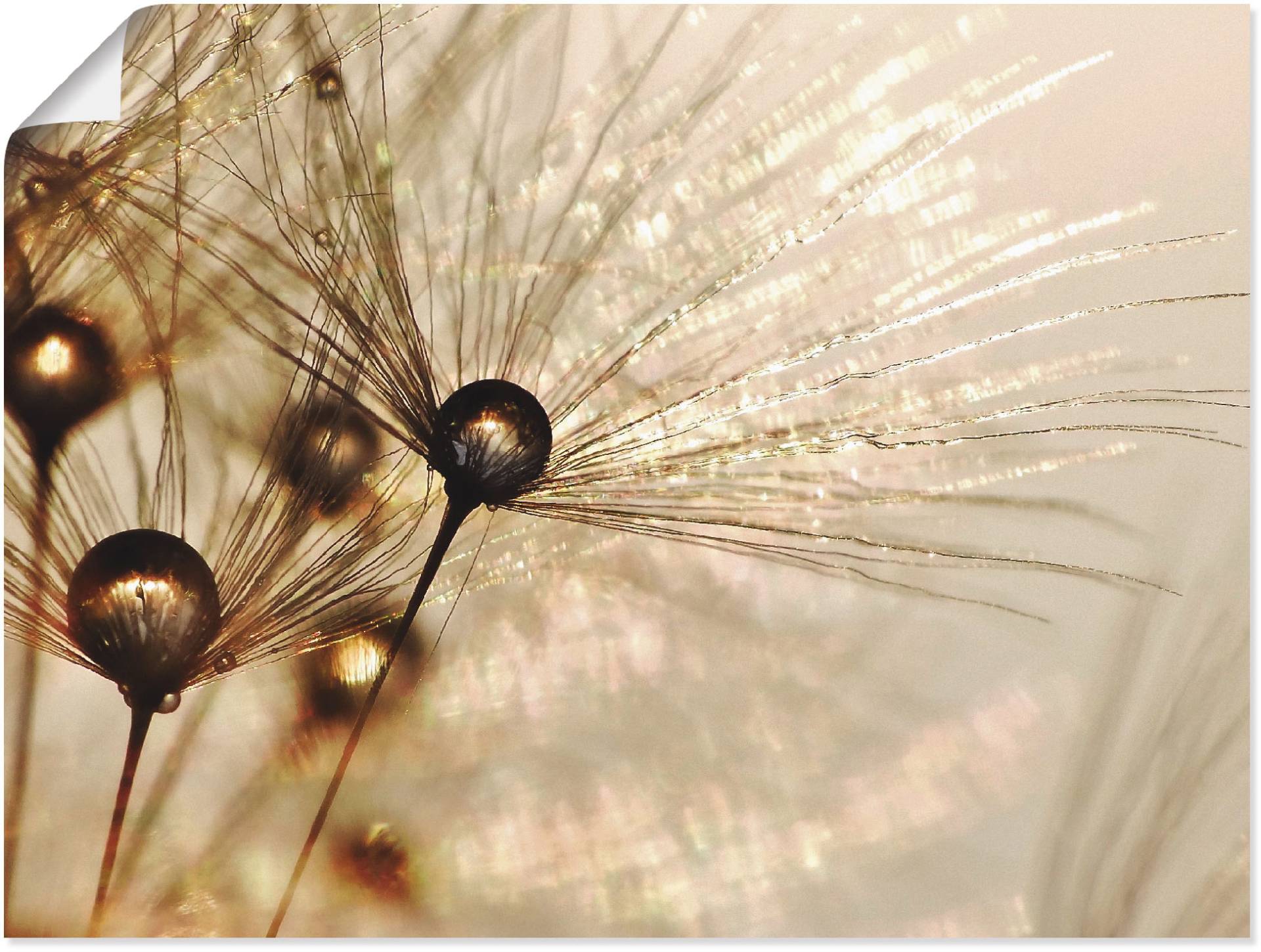 Artland Wandbild »Pusteblume Goldener Tropfen«, Blumen, (1 St.), als Alubild, Outdoorbild, Leinwandbild, Poster, Wandaufkleber Artland Wandbild »Pusteblume Goldener Tropfen«, Blumen, (1 St.), als Alubild, Outdoorbild, Leinwandbild, Poster, Wandaufkleber von Artland