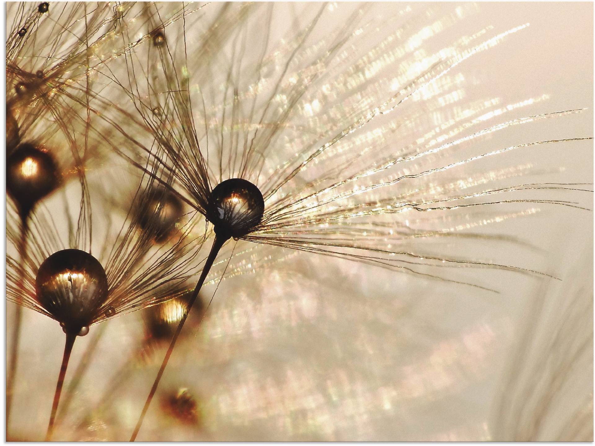 Artland Wandbild »Pusteblume Goldener Tropfen«, Blumen, (1 St.), als Alubild, Outdoorbild, Leinwandbild, Poster, Wandaufkleber Artland Wandbild »Pusteblume Goldener Tropfen«, Blumen, (1 St.), als Alubild, Outdoorbild, Leinwandbild, Poster, Wandaufkleber von Artland