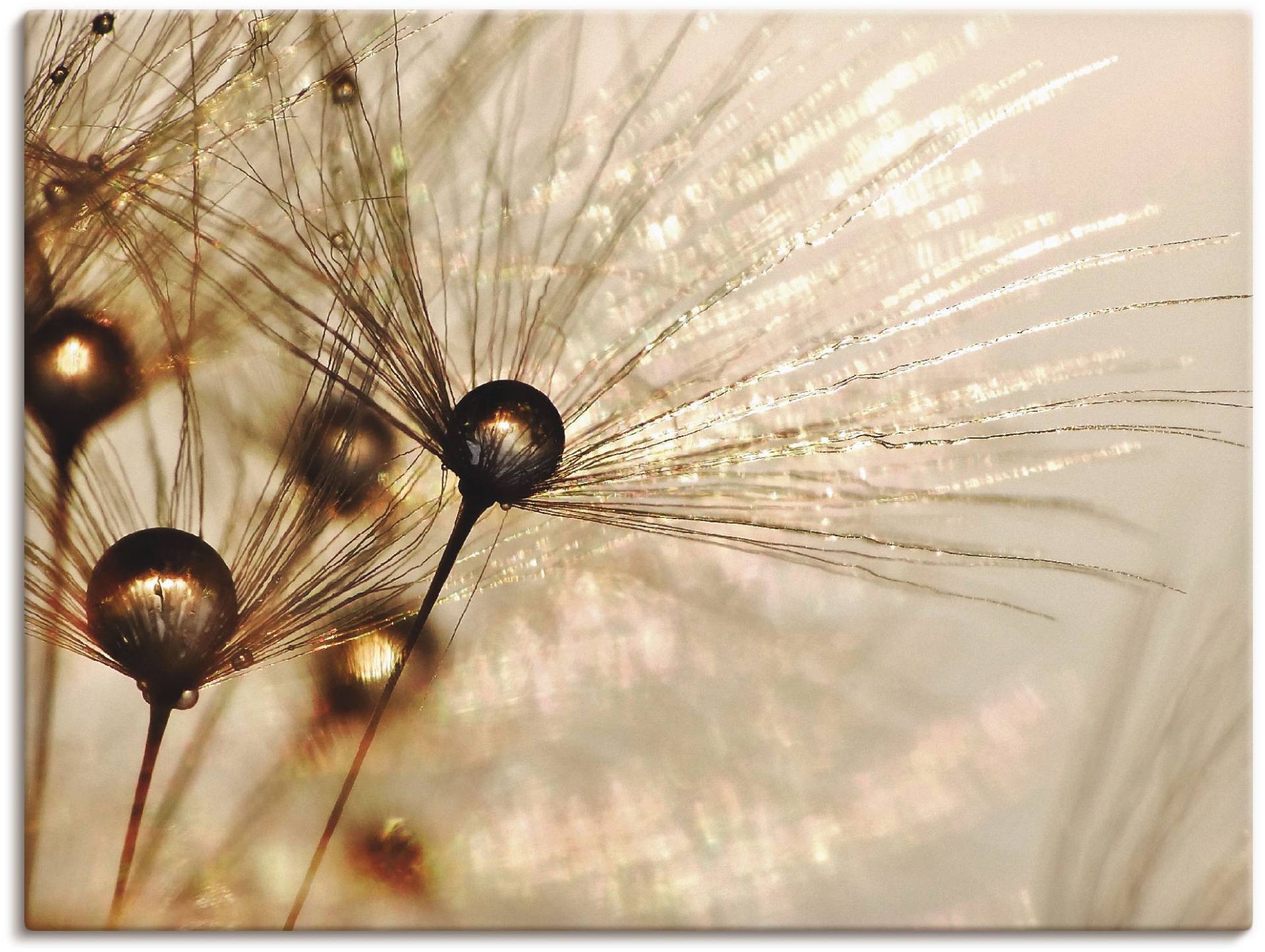 Artland Wandbild »Pusteblume Goldener Tropfen«, Blumen, (1 St.), als Alubild, Outdoorbild, Leinwandbild, Poster, Wandaufkleber Artland Wandbild »Pusteblume Goldener Tropfen«, Blumen, (1 St.), als Alubild, Outdoorbild, Leinwandbild, Poster, Wandaufkleber von Artland