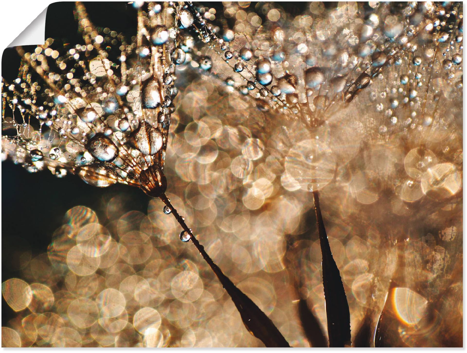 Artland Wandbild »Pusteblume Goldschimmer«, Blumen, (1 St.), als Alubild, Outdoorbild, Leinwandbild, Poster, Wandaufkleber von Artland