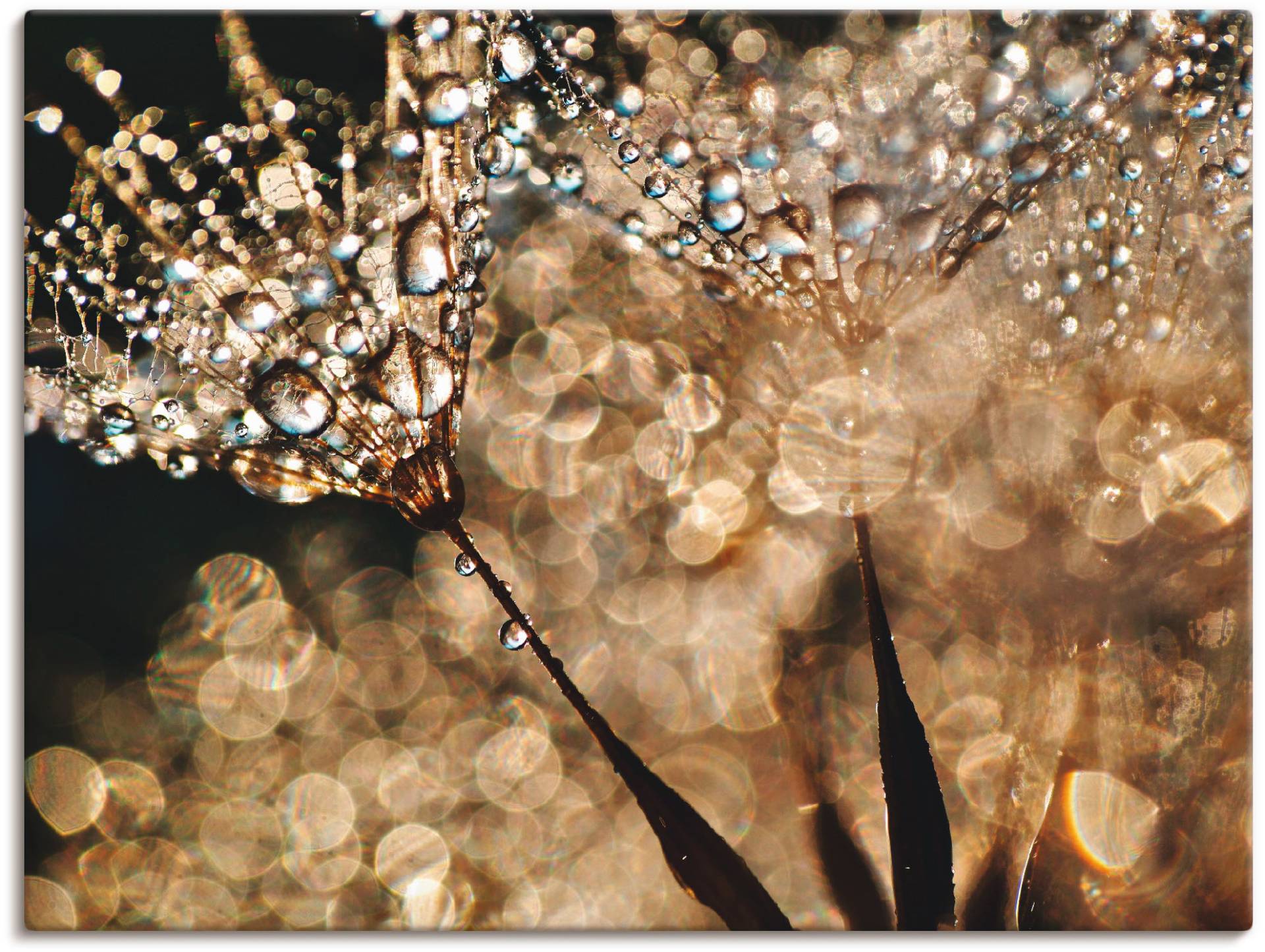Artland Wandbild »Pusteblume Goldschimmer«, Blumen, (1 St.), als Alubild, Outdoorbild, Leinwandbild, Poster, Wandaufkleber Artland Wandbild »Pusteblume Goldschimmer«, Blumen, (1 St.), als Alubild, Outdoorbild, Leinwandbild, Poster, Wandaufkleber von Artland