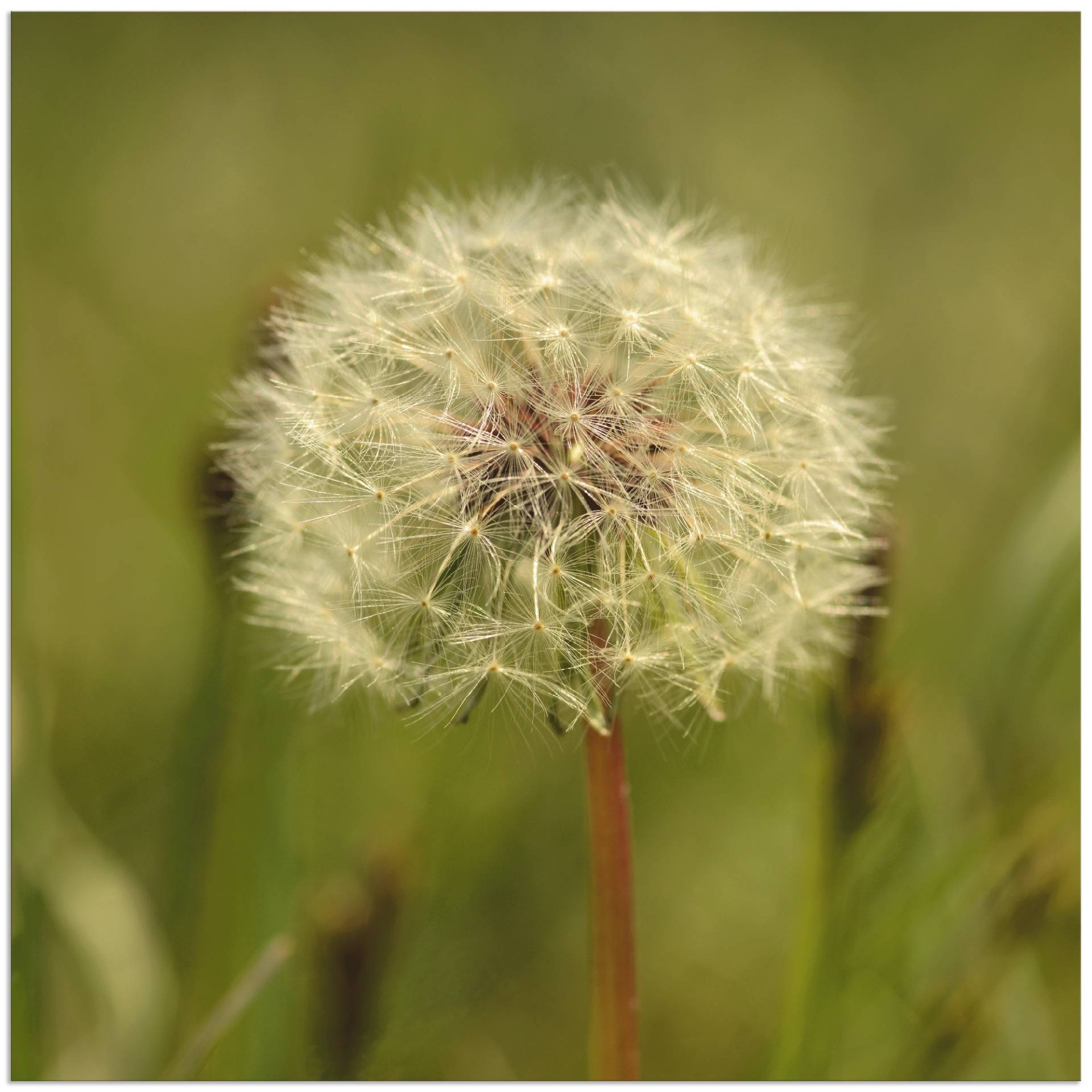 Artland Wandbild »Pusteblume II«, Blumen, (1 St.), als Alubild, Leinwandbild, Wandaufkleber oder Poster in versch. Grössen von Artland